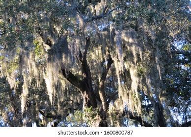 Canopy Spanish Moss Savannah Georgia Stock Photo 1600800787 | Shutterstock