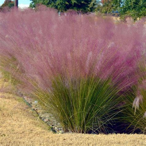 Buy Pink Muhly Grass - Regal Mist Online