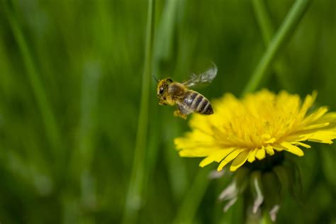 Tapping into the Health Benefits of Honey Bee Pollen - All about honey and honeybees