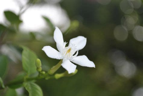 A close up look of a Thai Jasmine in my humble garden... | Garden ...