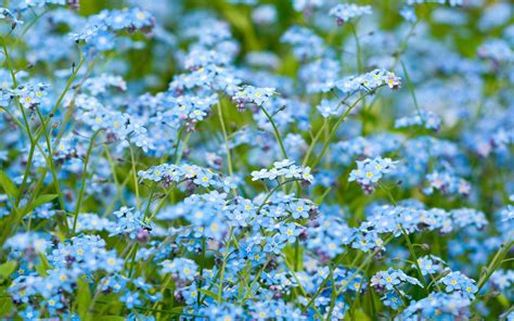 Pin by Martee Rodi on WEDDING | Memorial plants, Blue flowers images ...