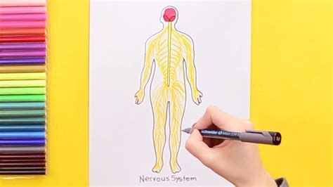 How to draw the Human Nervous System