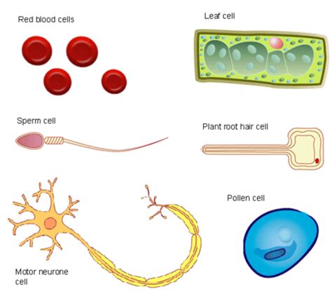 Human Body Systems Flashcards | Quizlet