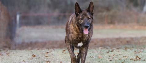 Dutch Shepherd Puppies for Sale | Greenfield Puppies