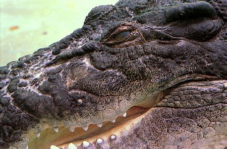 Gomek : Crocodiles : Animaux : Saint Augustine : Est de la Floride : Floride : Routard.com