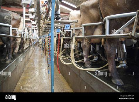 Dairy farming, milking parlour with Brown Swiss dairy cows being milked ...