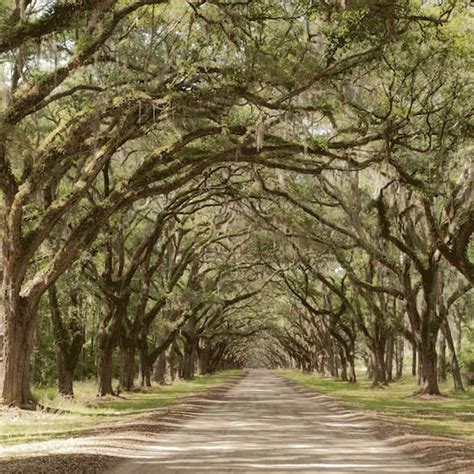 Wormsloe and Bonaventure Cemetery Tour - TripShock!