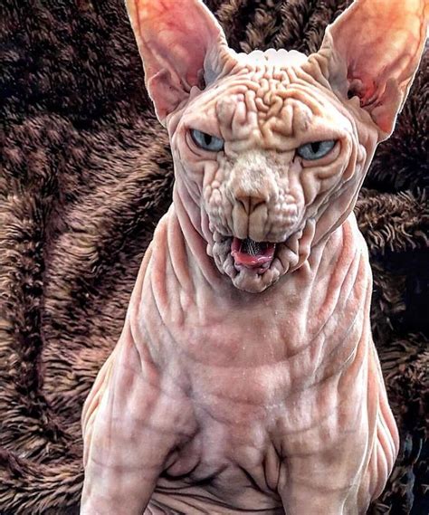 Pin on Sphynx Cats --- Hairless