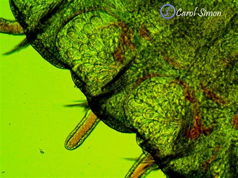 Boccardia proboscidea - The Simon Polychaete Lab