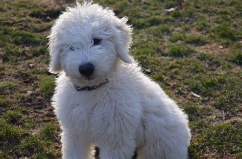 38 best Komondor images on Pinterest | Komondor, Mop dog and Dogs