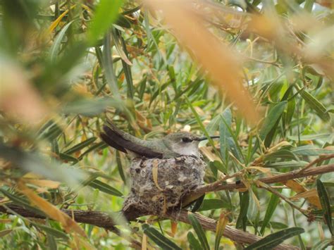 Introducing Hummingbird - Google Changes its Algorithm | Celebrating ...