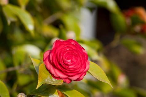 Premium Photo | Red camellia flower