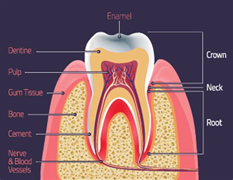 Can You Grow Enamel Back On Your Teeth - TeethWalls