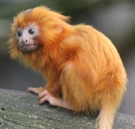 Golden Lion tamarin youngster | ZooChat