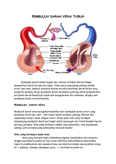 (DOC) PEMBULUH DARAH VENA TUBUH.docx | Aksan Hamzah - Academia.edu