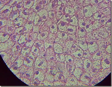 Histology Slides Database: Polygonal cells magnified under microscope