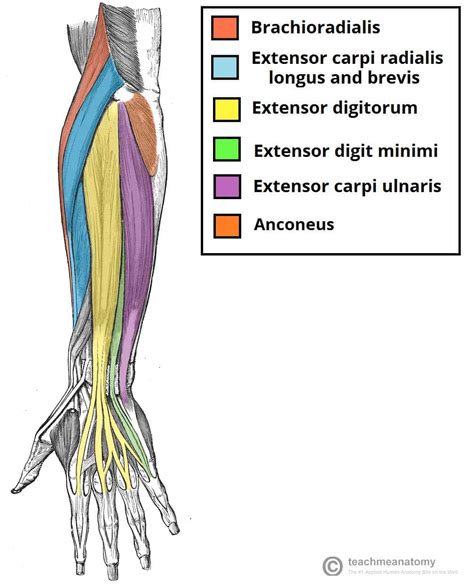 posterior forearm muscles labeled - howtodoeyelinergoth