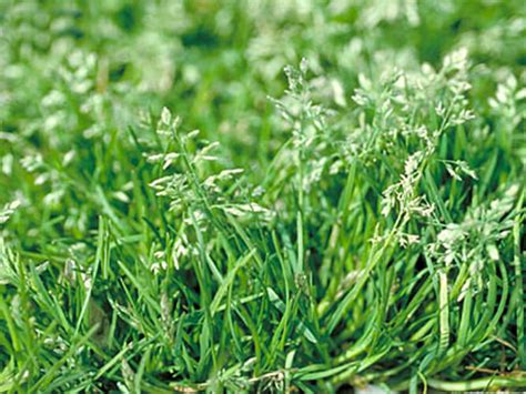 How to Prevent Winter Weeds in Lawn? - Fertilize in the Fall and...