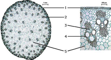 Cross Section of a Monocot Stem Cross Section of a Monocot Stem ...