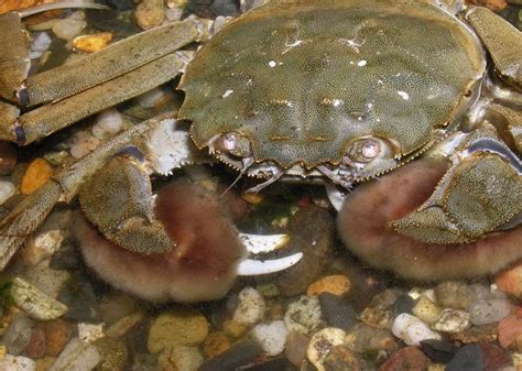 NON-NATIVE INVASIVE SPECIES – THE CHINESE MITTEN CRAB |The Garden of Eaden