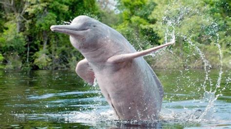 Here's why the dolphins in river Ganga are suffering - India Today