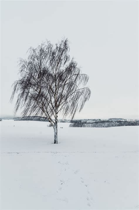 Wind Blowing Trees Wallpaper