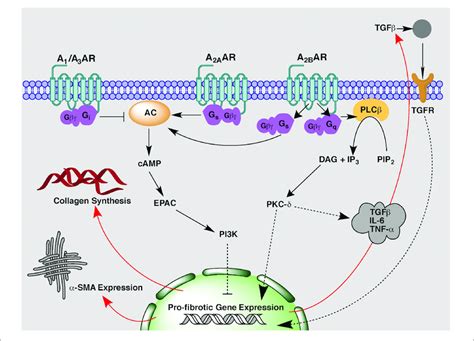 Adenosine Receptor