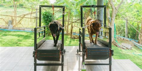 Top 3 Benefits of Treadmill Training for Dogs (+3 "Watch Outs" You Can't Miss) - Alpha Trained Dog