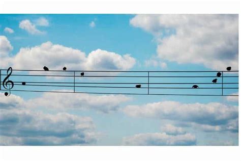 Do Birds Like Music | Earth Life