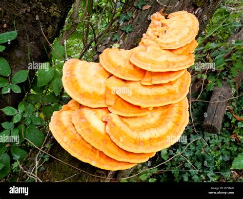 Bracket or shelf fungi of the phylum Basidiomycota showing Stock Photo, Royalty Free Image ...