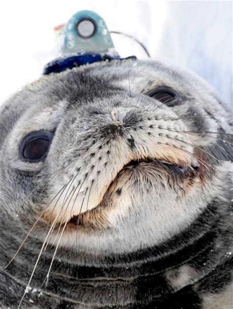 Weddell Seal – "OCEAN TREASURES" Memorial Library