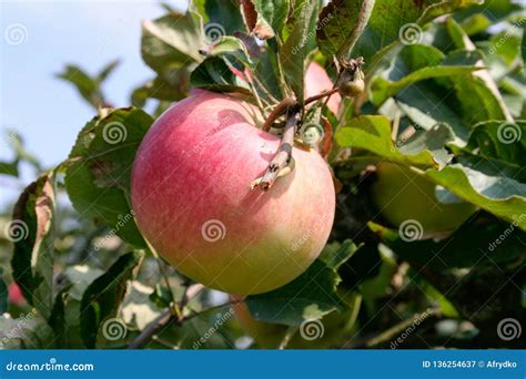 Apples in the Orchard, Varieties for the Summer, Poland Stock Image ...