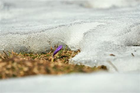 The Melting of the Snow on the Fields in Early Spring Stock Image ...