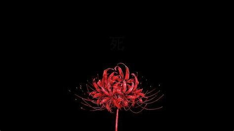 Pin by K on just random..ok! | Red spider lily, Lily wallpaper, Tokyo ghoul