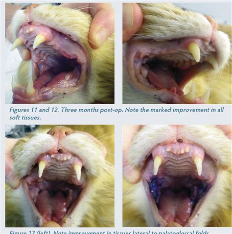 Cat Gingivitis Stages