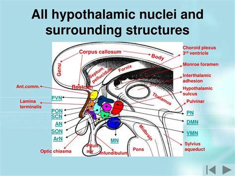 PPT - The Interactive Hypothalamus - 1 PowerPoint Presentation, free download - ID:6619610