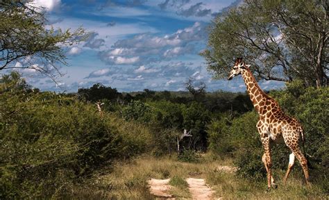 A Once-In-A-Lifetime Namibia Safari Experience - Luxe Getaways