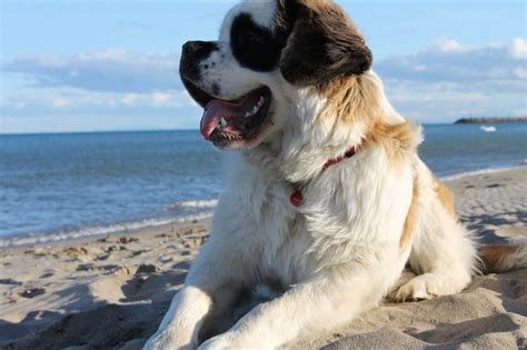 The Saint Bernard Bernese Mountain Dog Mix (Saint Bernese)