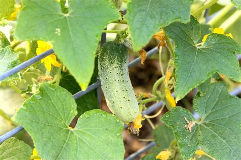 Cucumber Growing On Vine Free Stock Photo - Public Domain Pictures