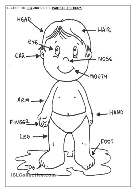 Body Parts Coloring Pages - Coloring Home