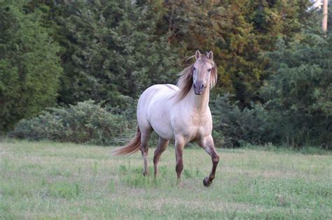 Horses With Unique And Beautiful Coats | Unusual horse, Horses, Horse coat colors