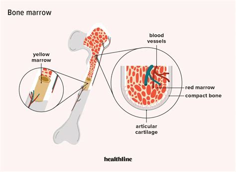 Bone Marrow