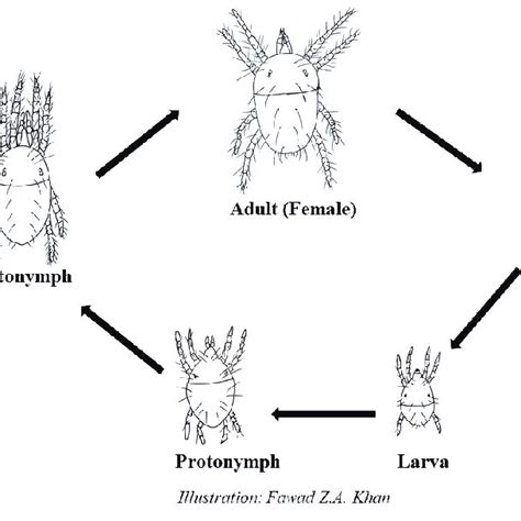 Life cycle of a spider mite. | Download Scientific Diagram