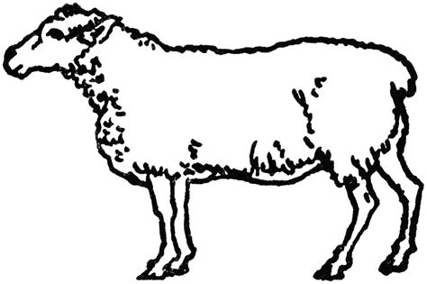 Pictures Of Sheep - Cliparts.co