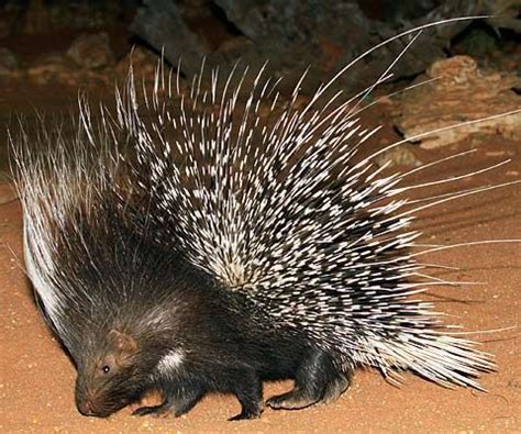 The Cape Porcupine carries an armoury of quills on its back that are sharp and full of barbs ...