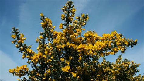 Gorse (Ulex europaeus) - British Wildflowers - Woodland Trust