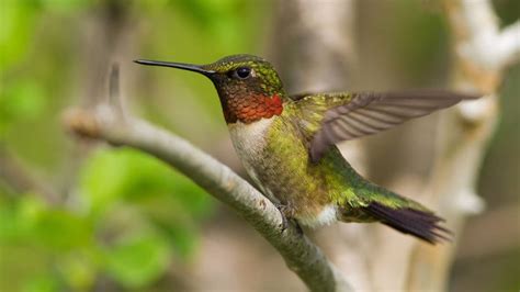 When Do Hummingbirds Leave Missouri - Hummingbirds Info