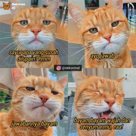 10 Meme gombalan kucing oren ini bikin gebetan tersipu malu | Wallpaper ...