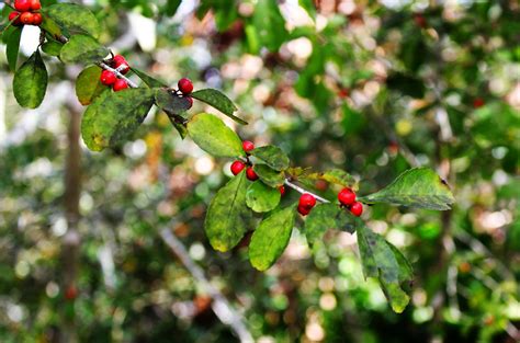 Yaupon Berries | Berries of the Yaupon Holly (Ilex Vomitoria… | Flickr