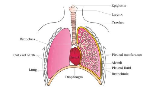 Lung Diagram Labeled Simple